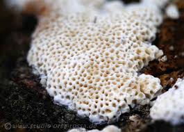 Attēlu rezultāti vaicājumam “Cinereomyces lindbladii”