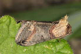 Attēlu rezultāti vaicājumam “Abrostola triplasia”