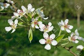 Attēlu rezultāti vaicājumam “Malus domestica flower”