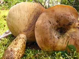 Attēlu rezultāti vaicājumam “Lactarius repraesentaneus”