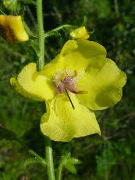 Image result for Verbascum blattaria