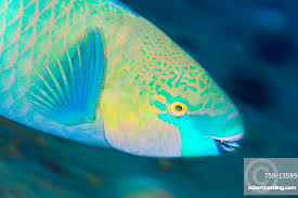 Image result for Scarus ferrugineus