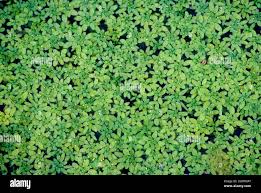 Attēlu rezultāti vaicājumam “Callitrichaceae”