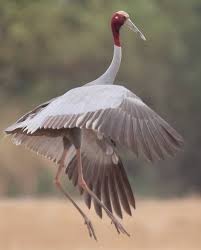Attēlu rezultāti vaicājumam “Gruiformes”