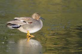 Attēlu rezultāti vaicājumam “Anas strepera”