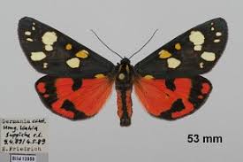 Attēlu rezultāti vaicājumam “Callimorpha dominula imago”