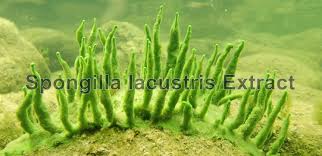 Attēlu rezultāti vaicājumam “Spongilla lacustris”