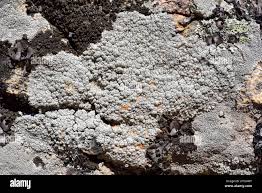 Attēlu rezultāti vaicājumam “Pertusaria amara”