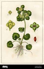 Attēlu rezultāti vaicājumam “Chrysosplenium alternifolium leaf”