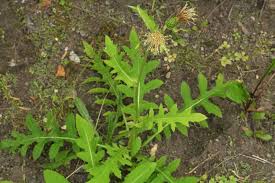Attēlu rezultāti vaicājumam “Cirsium oleraceum leaf”