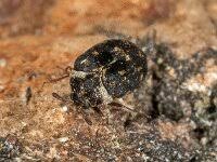 Attēlu rezultāti vaicājumam “Anthrenus museorum”