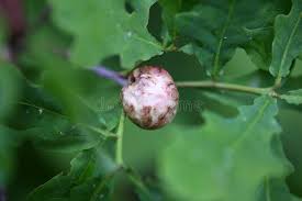 Attēlu rezultāti vaicājumam “Biorhiza pallida”