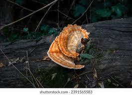 Attēlu rezultāti vaicājumam “Fomitopsis rosea”