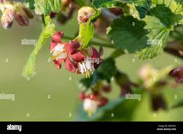 Attēlu rezultāti vaicājumam “Ribes uva-crispa flower”