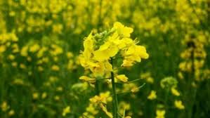 Attēlu rezultāti vaicājumam “Cruciferae”