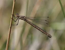 Attēlu rezultāti vaicājumam “Lestidae”