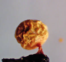 Attēlu rezultāti vaicājumam “Badhamiopsis scripta”