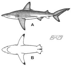 Image result for Nasolamia velox