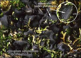 Attēlu rezultāti vaicājumam “Leptogium saturninum”