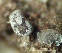 Attēlu rezultāti vaicājumam “Physarum leucophaeum”