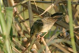 Image result for Locustella certhiola