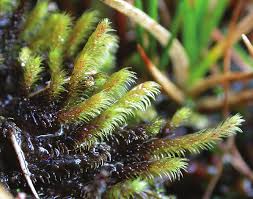 Attēlu rezultāti vaicājumam “Philonotis calcarea”