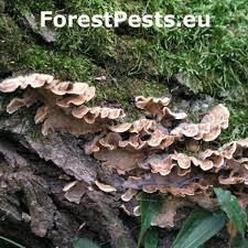 Attēlu rezultāti vaicājumam “Hymenochaete rubiginosa”