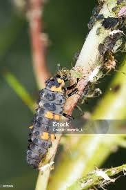 Attēlu rezultāti vaicājumam “Coccinella septempunctata larva”