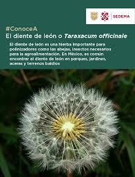 Image result for diente de leon