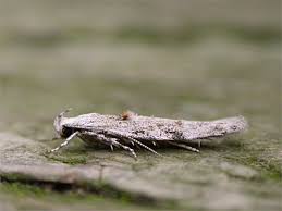 Attēlu rezultāti vaicājumam “Carpatolechia alburnella”