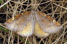 Attēlu rezultāti vaicājumam “Epirranthis diversata”