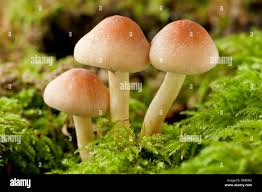 Attēlu rezultāti vaicājumam “Gymnopilus sapineus”