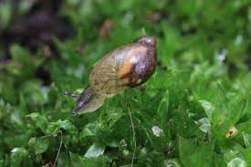 Attēlu rezultāti vaicājumam “Succinea”