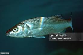 Image result for Dicentrarchus labrax