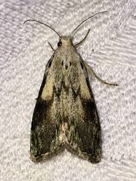 Attēlu rezultāti vaicājumam “Aphomia sociella”