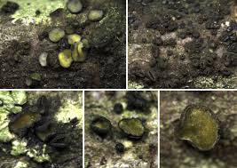 Attēlu rezultāti vaicājumam “Mollisia uda”