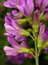 Attēlu rezultāti vaicājumam “Medicago sativa subsp. sativa”