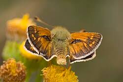Attēlu rezultāti vaicājumam “Hesperia comma underside”