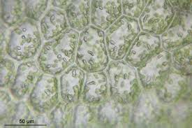 Attēlu rezultāti vaicājumam “Calypogeia integristipula”