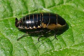 Attēlu rezultāti vaicājumam “Ectobius sylvestris male”