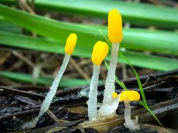 Attēlu rezultāti vaicājumam “Mitrula paludosa”