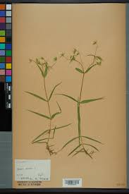 Attēlu rezultāti vaicājumam “Stellaria holostea”