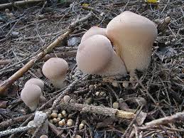 Attēlu rezultāti vaicājumam “Calvatia excipuliformis”