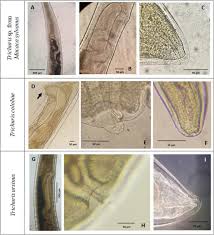 Attēlu rezultāti vaicājumam “Trichia varia sessile”