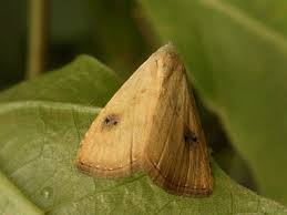 Attēlu rezultāti vaicājumam “Rivula sericealis”