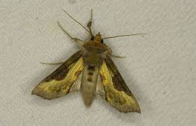 Attēlu rezultāti vaicājumam “Diachrysia tutti”