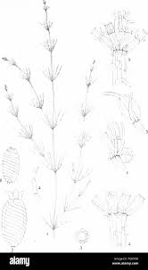 Attēlu rezultāti vaicājumam “Chara contraria”