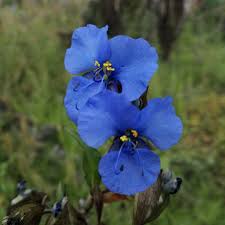 Attēlu rezultāti vaicājumam “Commelina coelestis”