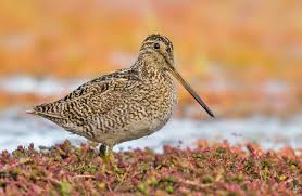 Image result for Gallinago gallinago