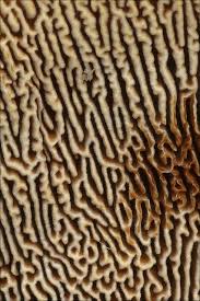 Attēlu rezultāti vaicājumam “Gloeophyllum trabeum”